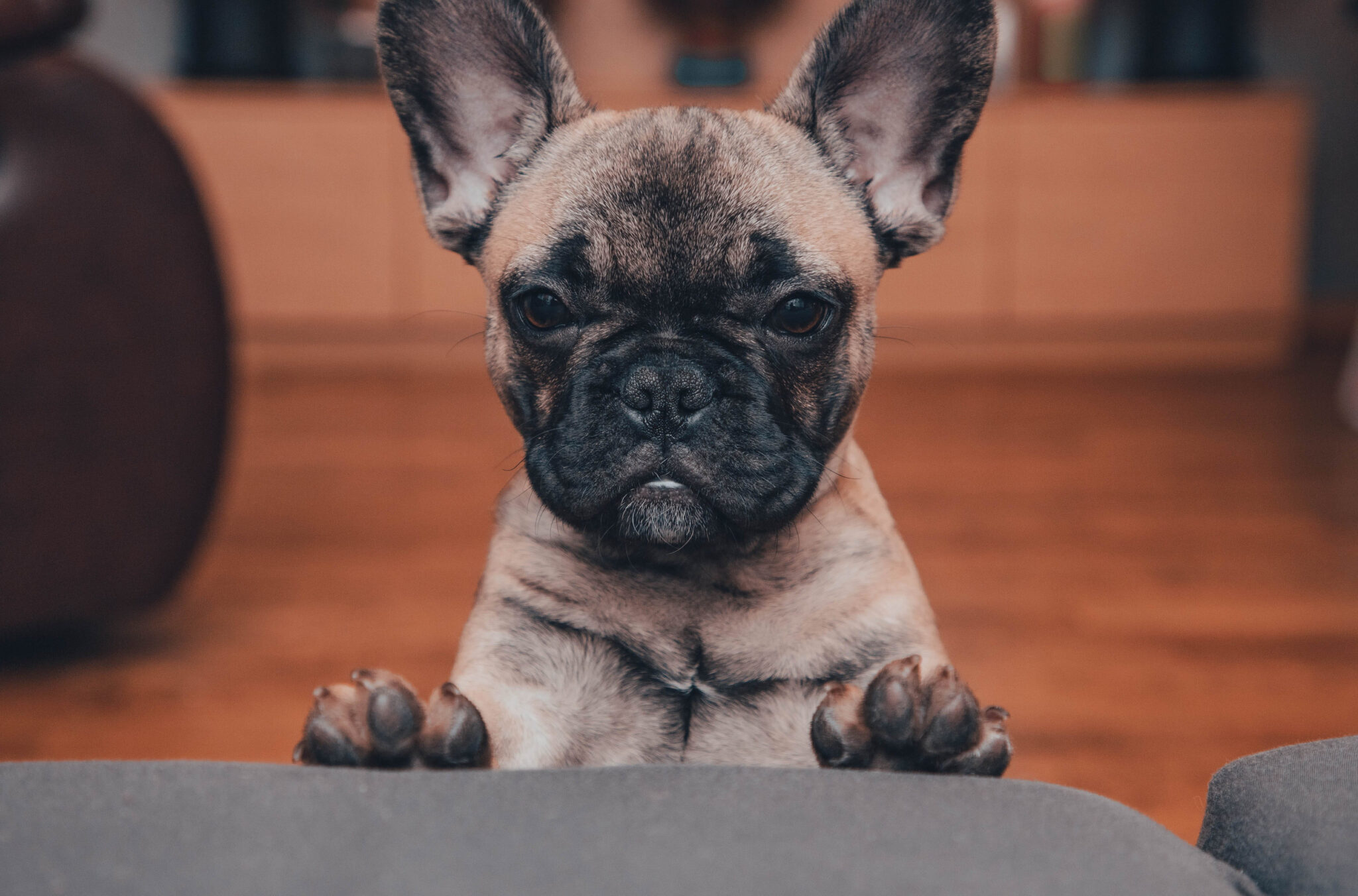 Curated visual reference: Gallery Detail: 10 Best Dog Breeds For Apartment Living