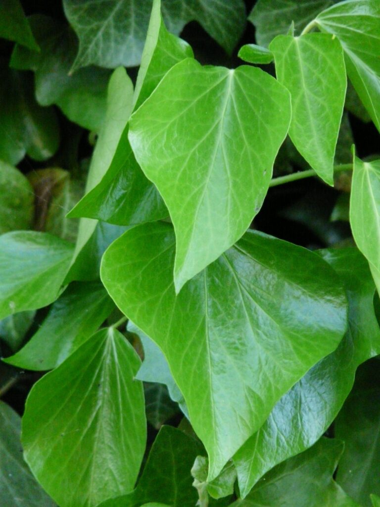 poison ivy
