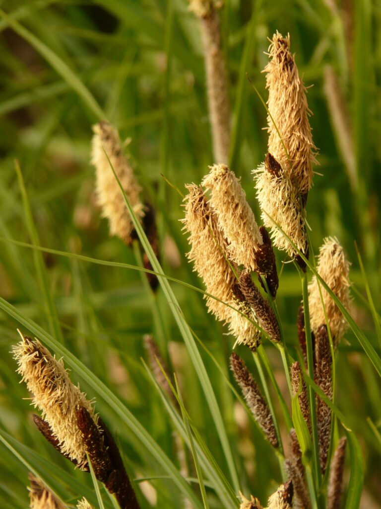 sedge