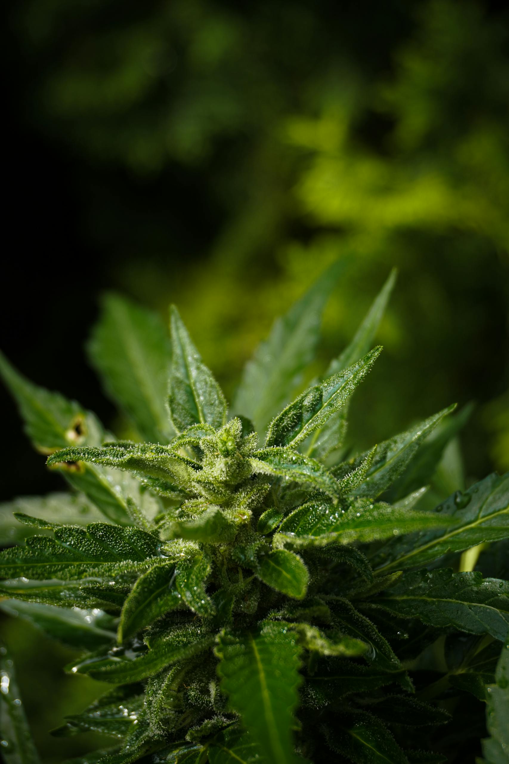 7 Crazy Psychoactive Plants That Could Be Growing in Your Garden