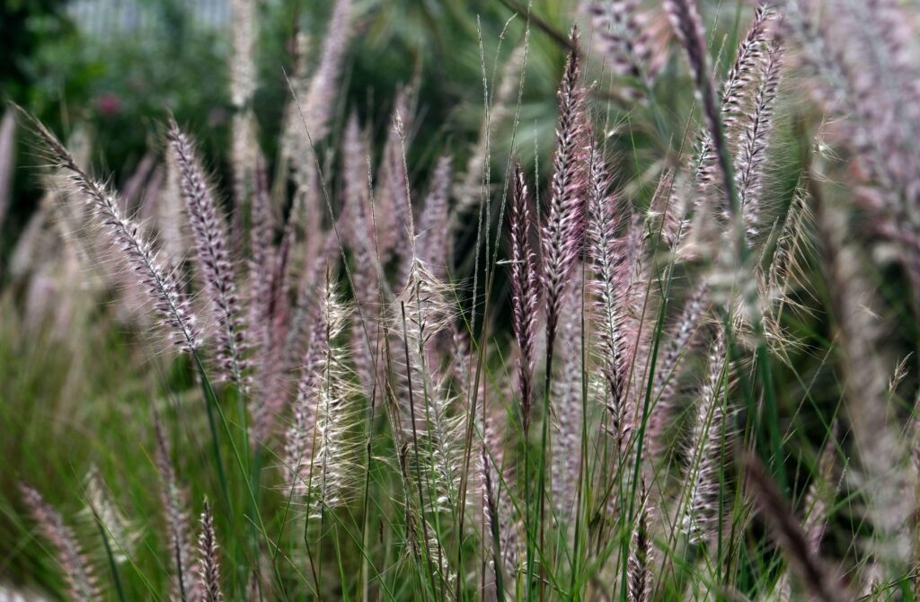 fountain grass