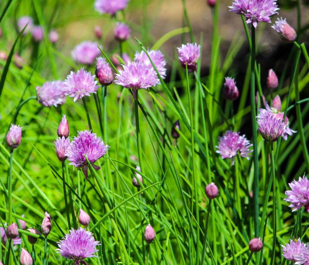 chives