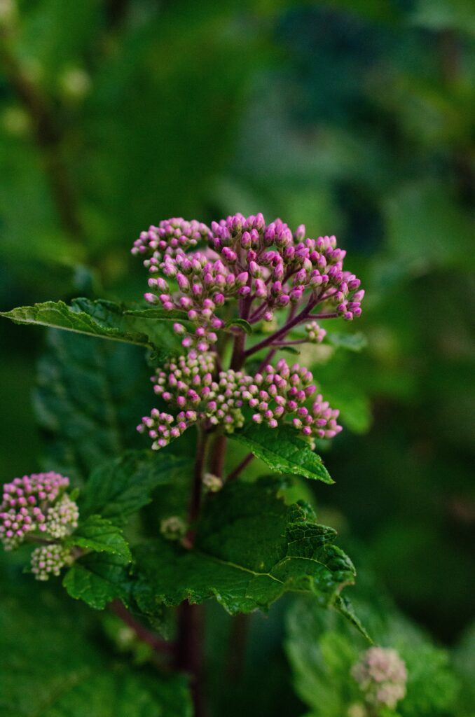 milkweed