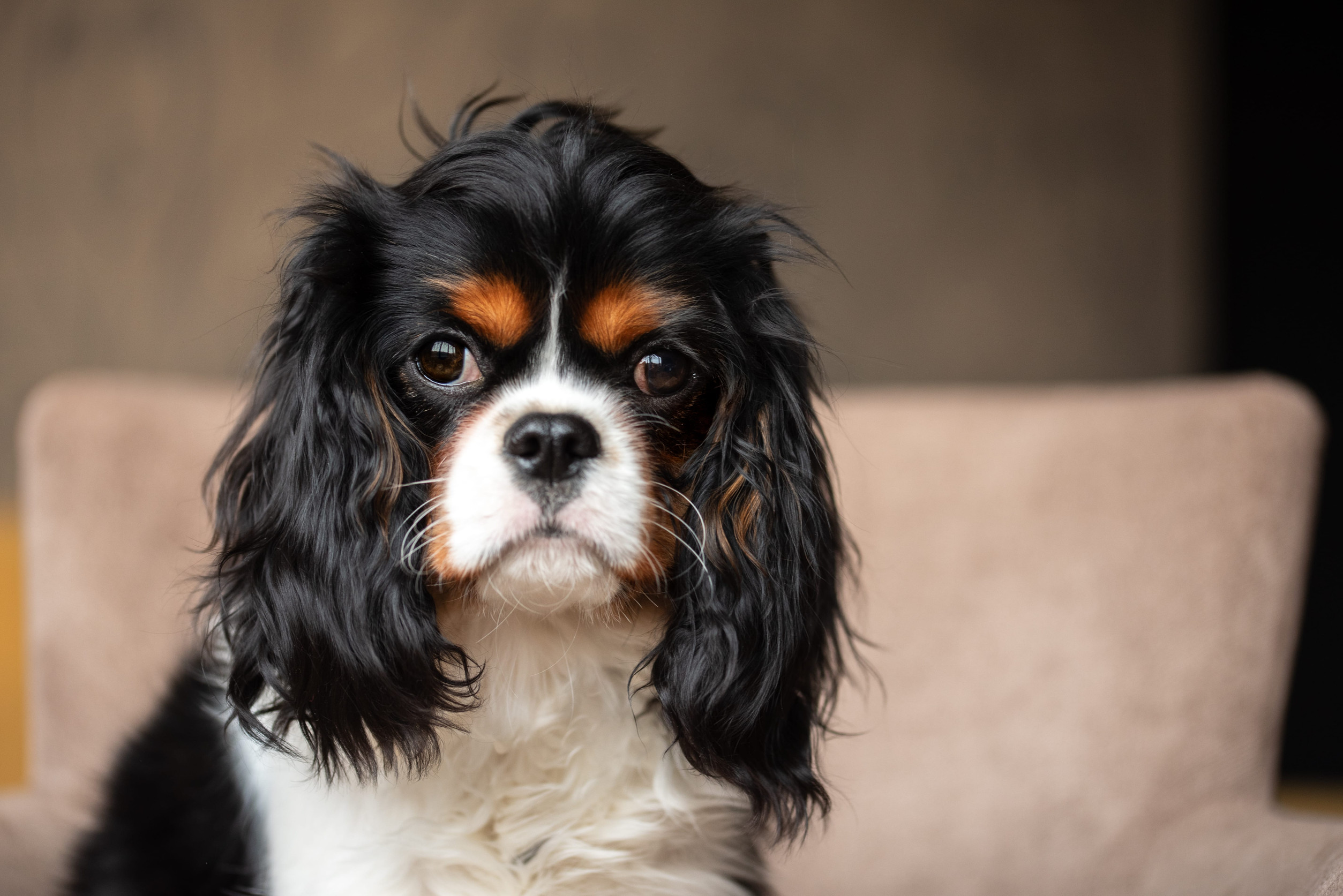 10 Best Dog Breeds for Apartment Living