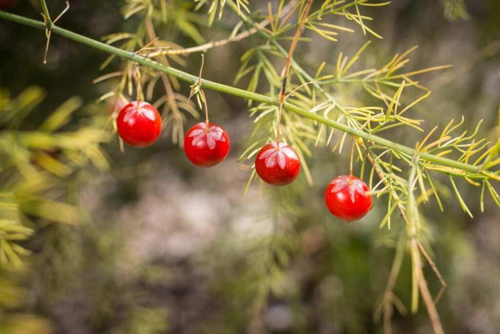 asparagus berries