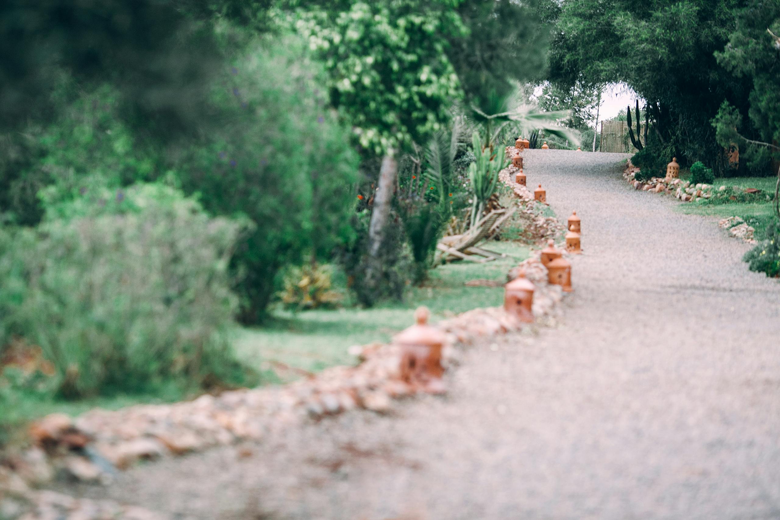 Long narrow pathway going through lush plants with green foliage growing in park
