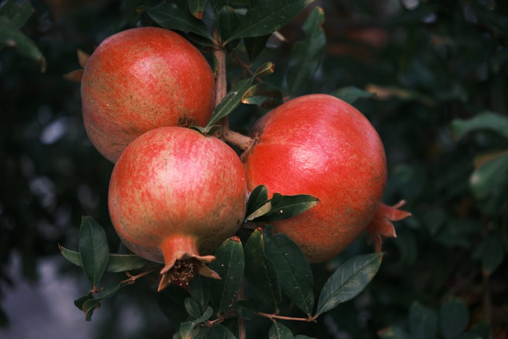Lush pomegranates hanging on branches in Bornova, İzmir during the day.