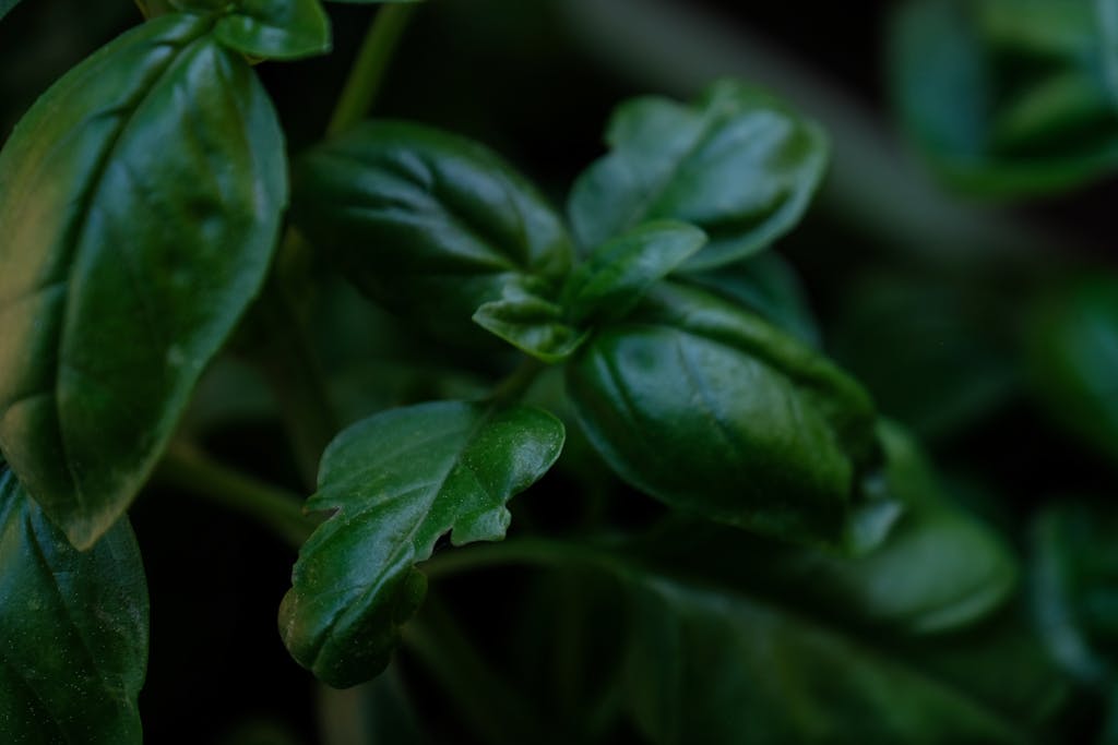 Macro photograph of vibrant green basil leaves showcasing their texture and growth.