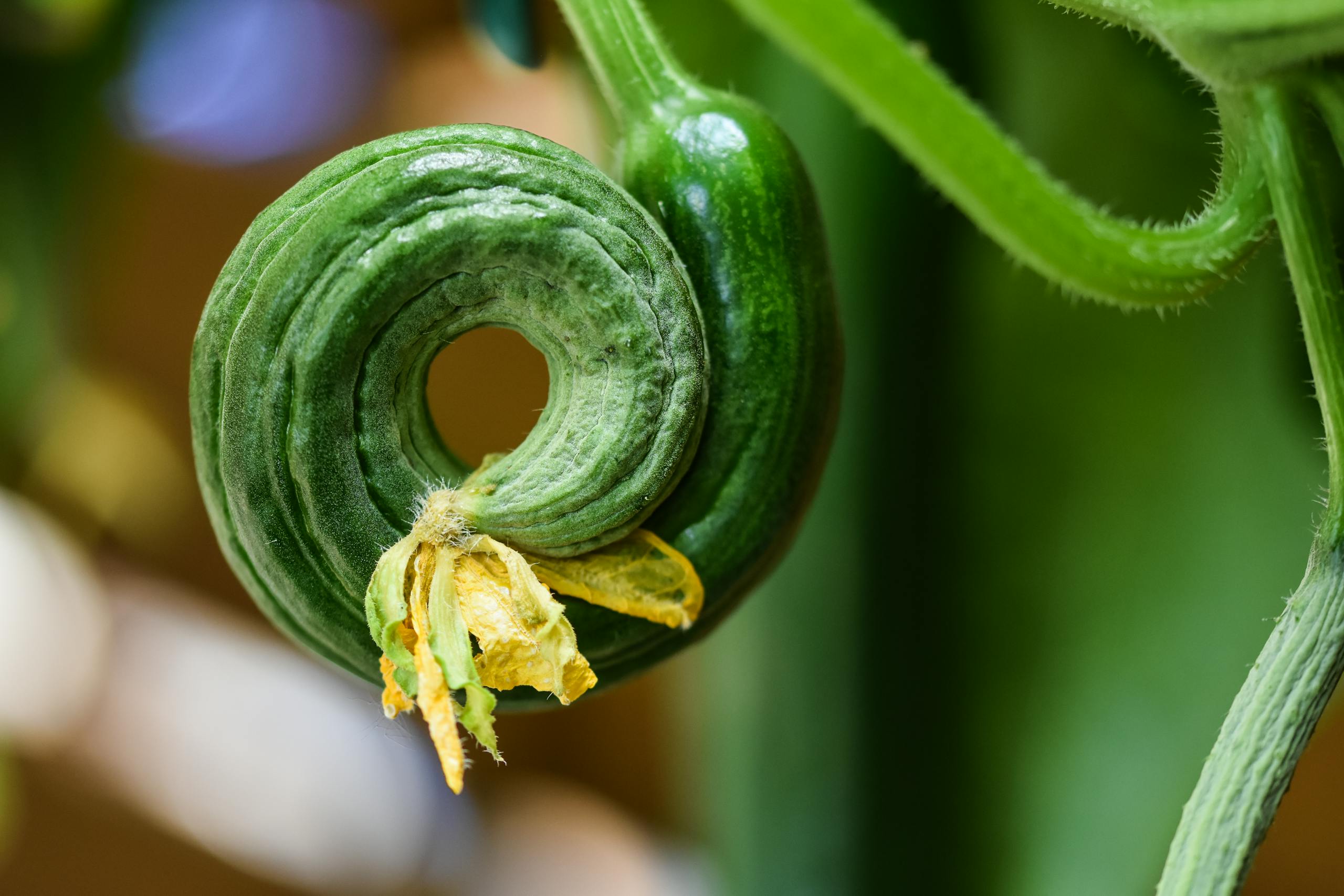 Macro shot of a uniquely shaped green cucumber with blossom in a garden setting.