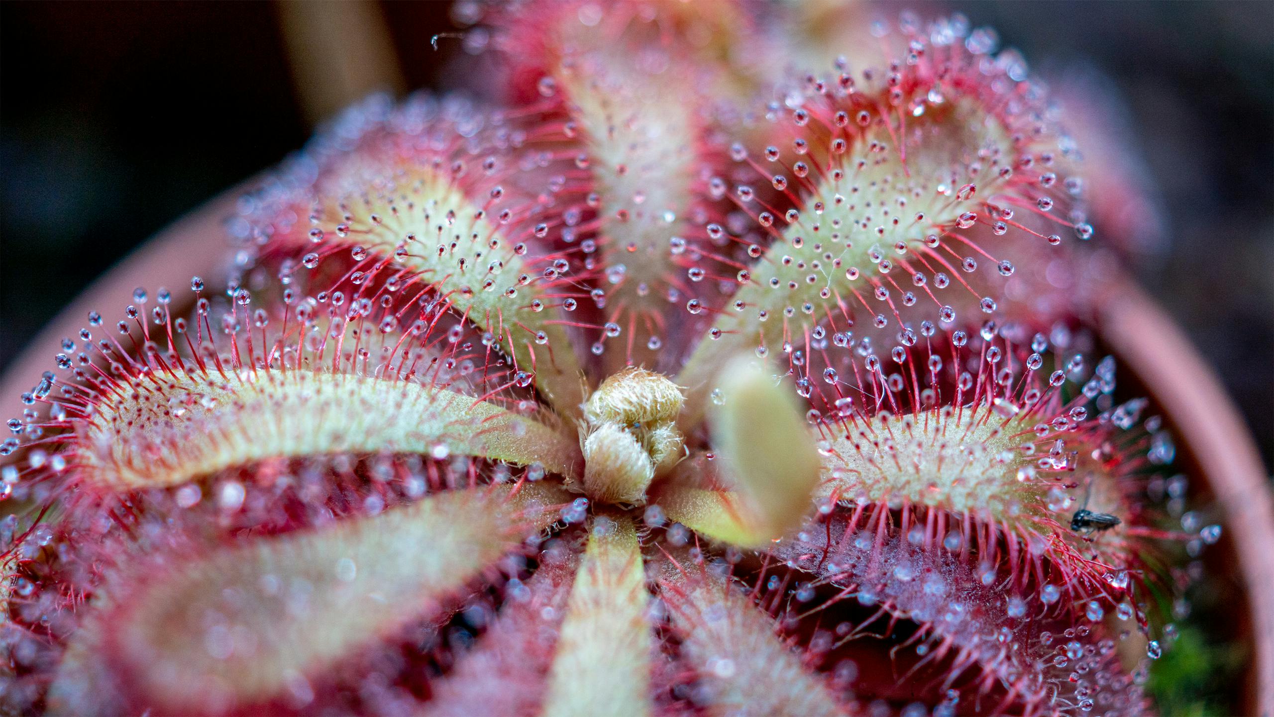 Macro shot of a vibrant Drosera plant showcasing its sticky dew-covered tentacles.