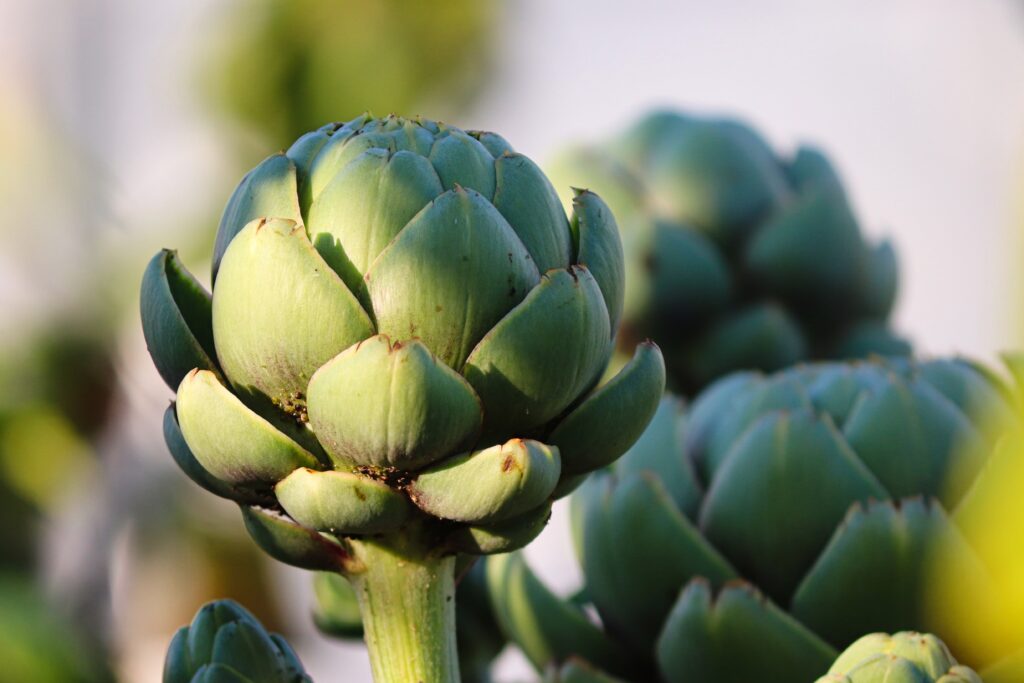 Artichoke