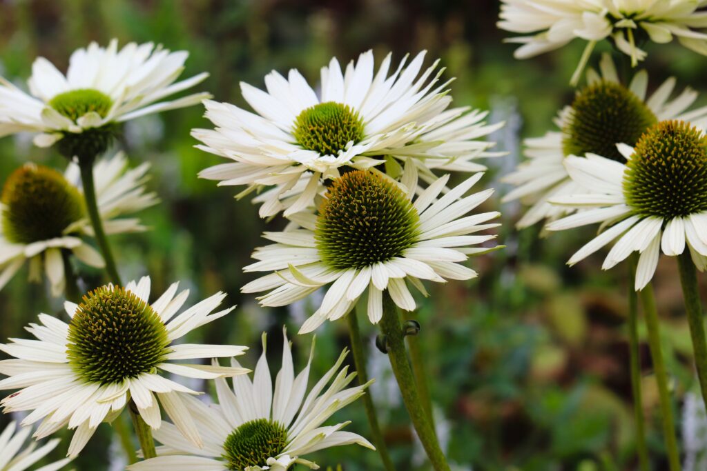 coneflower