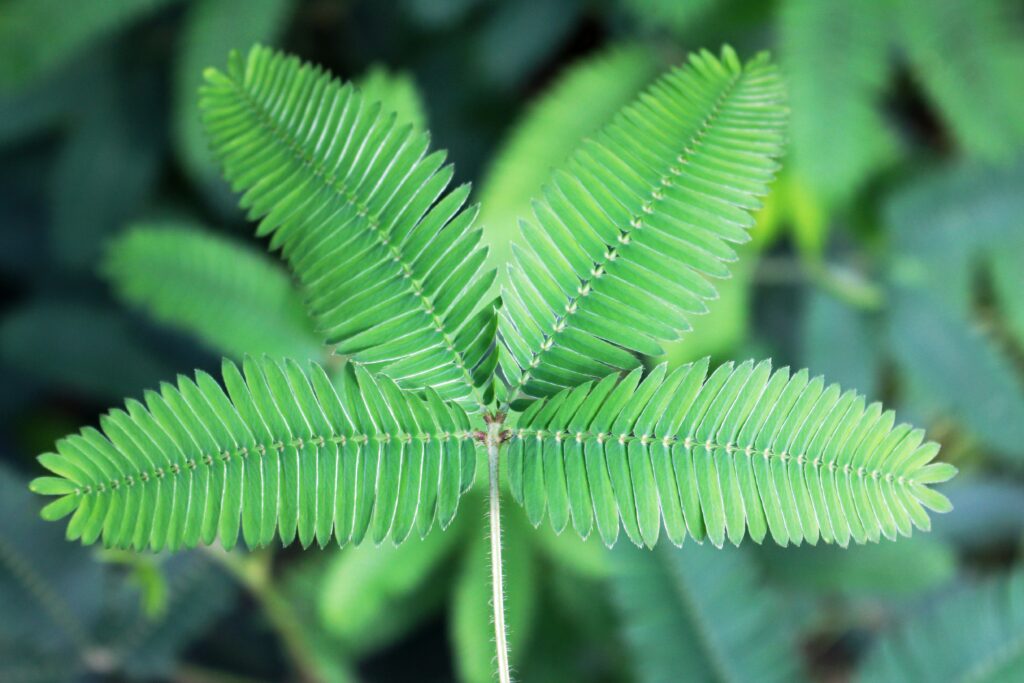 mimosa pudica
