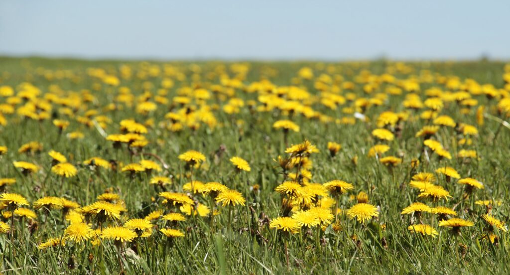 dandelion