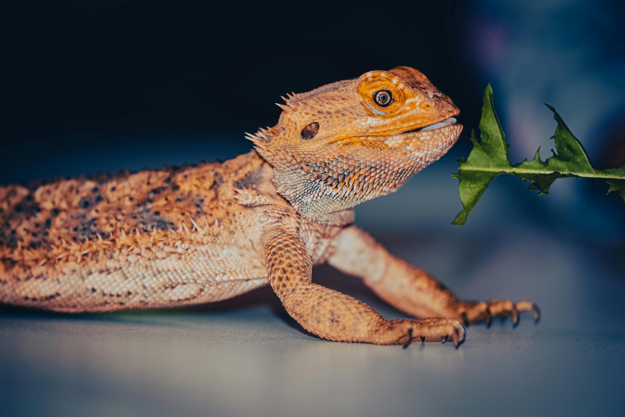 10 Incredible Animals That Can Switch Their Sex