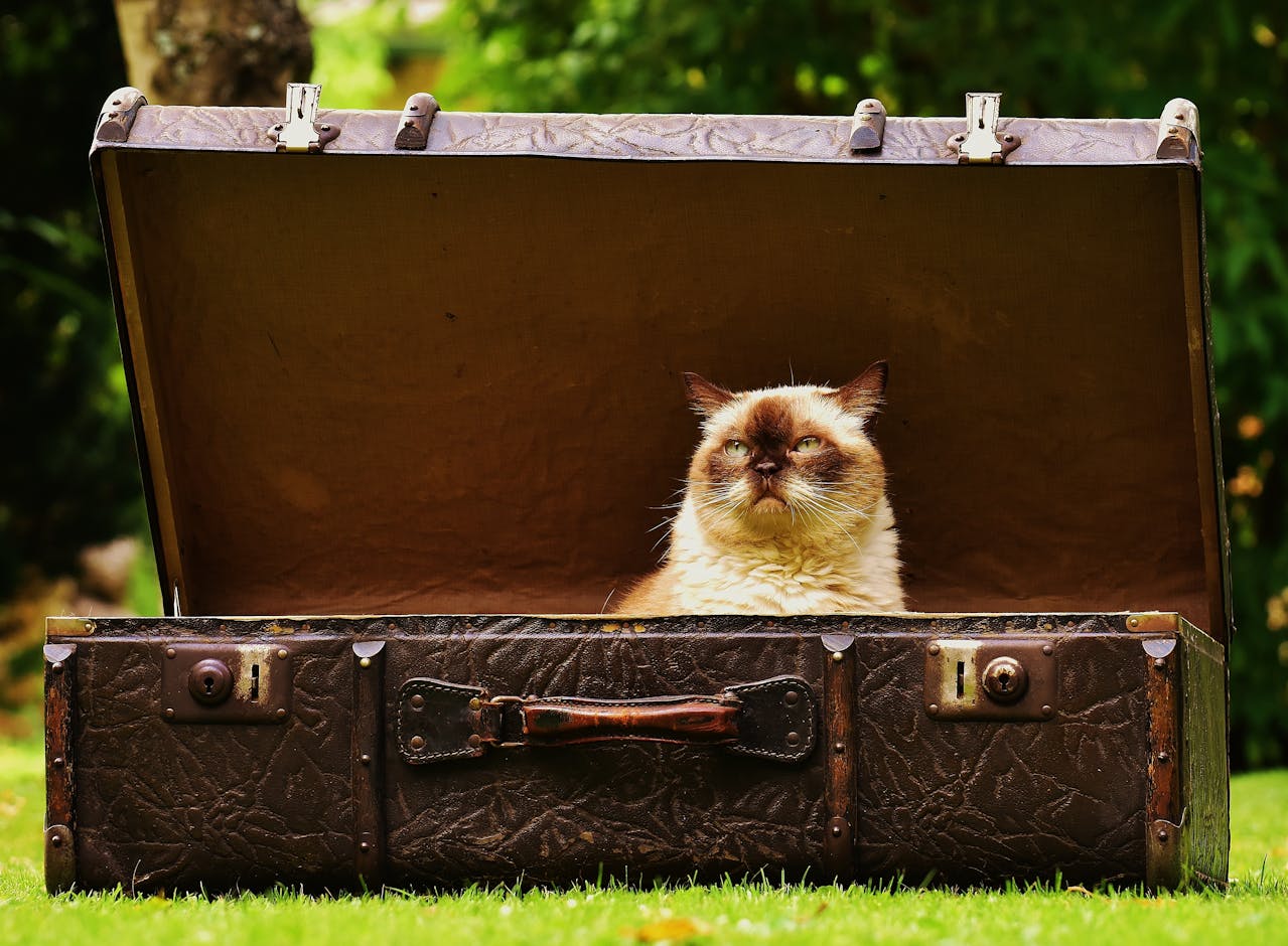 photo-of-a-white-and-brown-cat-in-a-briefcase-