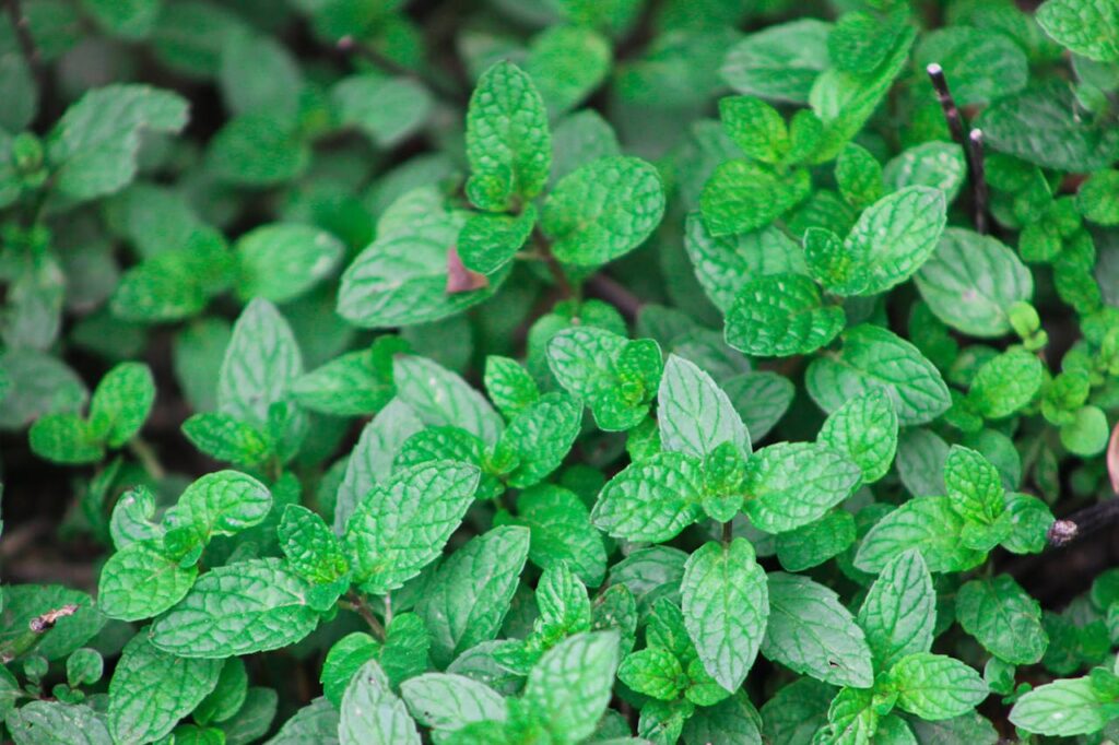 close-up-of-fresh-mint-leaves-in-garden-