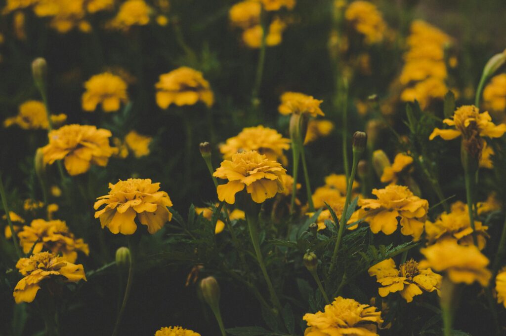 focus-photography-of-yellow-flowers-