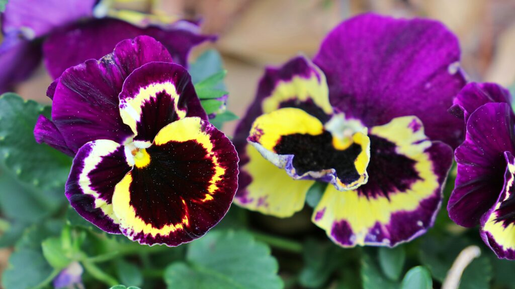 purple-and-yellow-pansies-in-bloom-