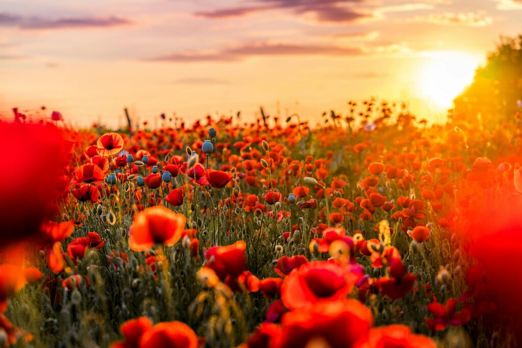 /red-flowers-in-bloom