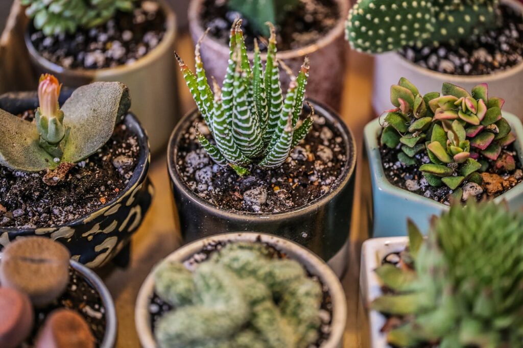 cactus-plants-on-pants