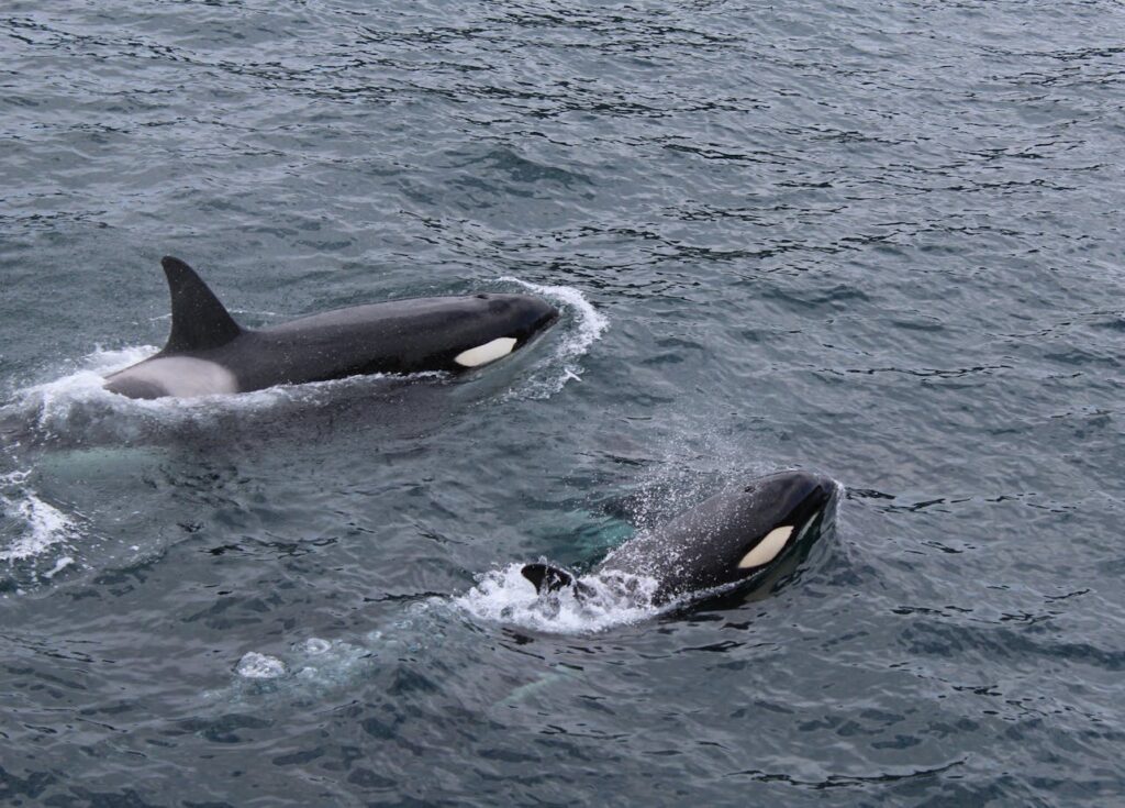/two-black-and-white-dolphins-on-body-of-water-