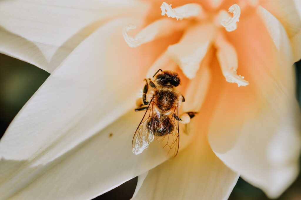 close-up-photo-of-bee-on-flower-