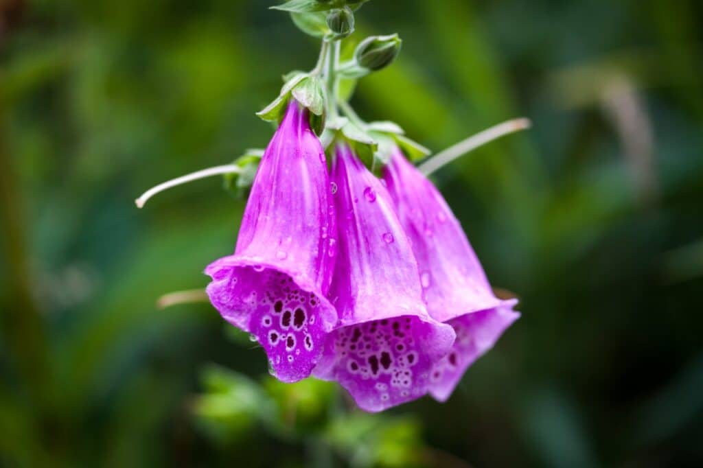 shot-of-a-blooming-purple-lady-s-glove-flowers
