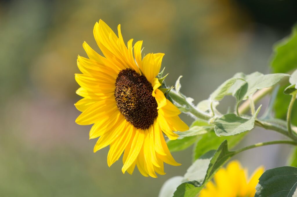 sunflower-plant-
