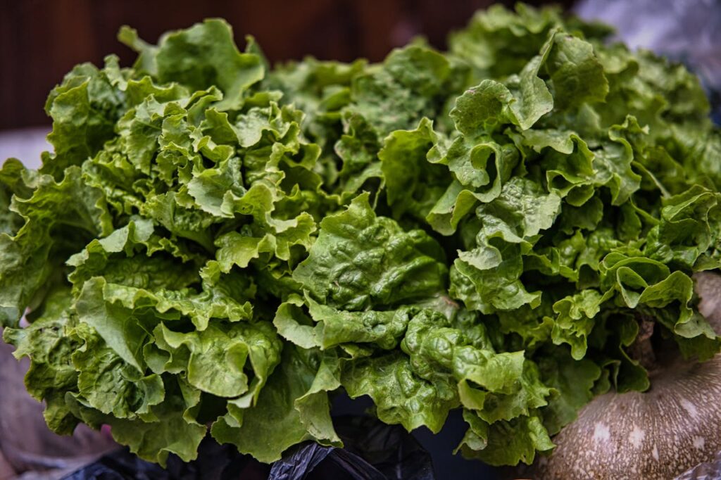 /close-up-of-fresh-green-lettuce-
