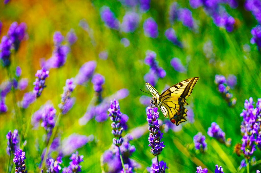 selective-focus-photography-of-tiger-swallowtail-butterfly-perched-on-lavender-flower-