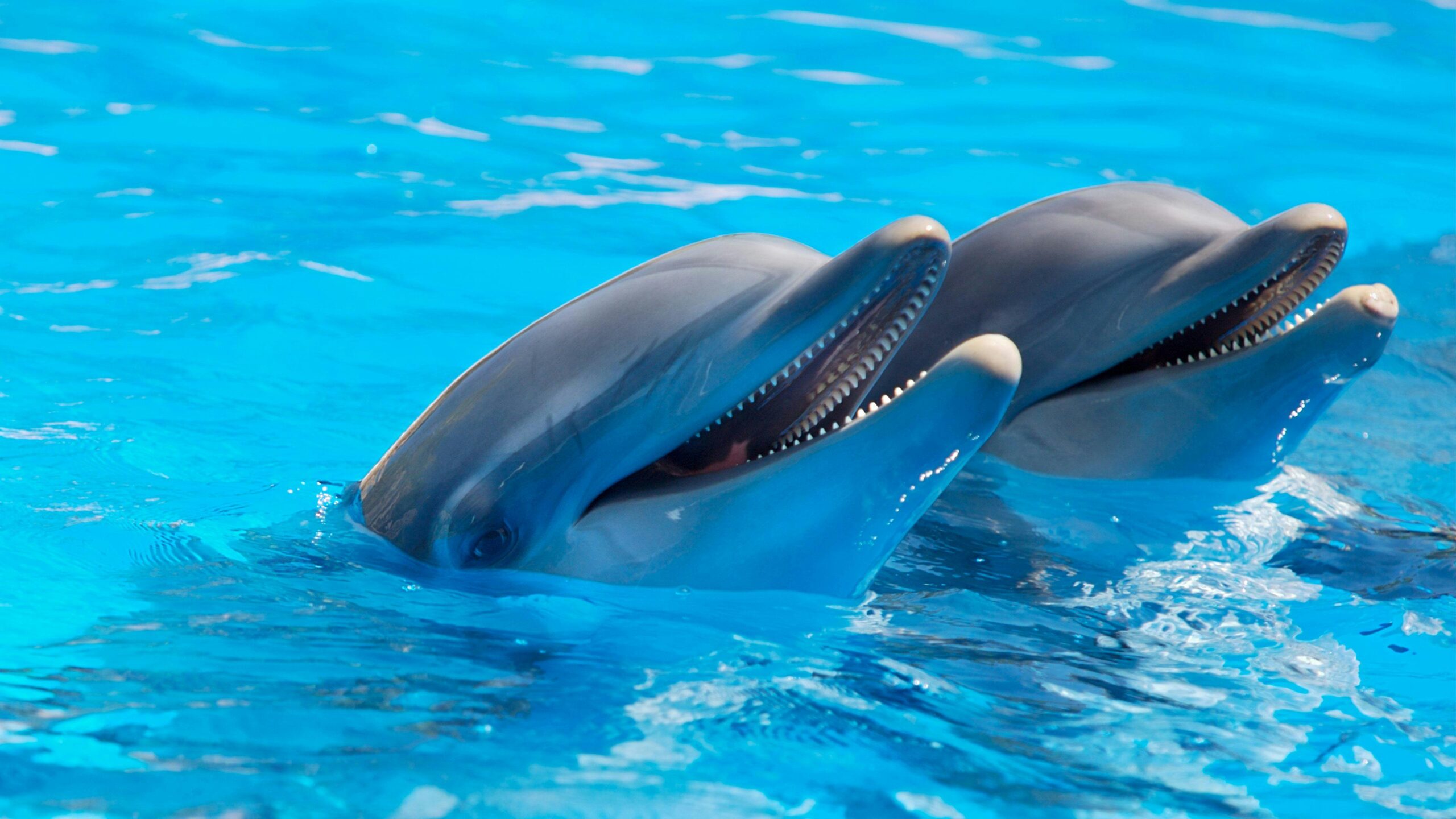 10 Fascinating Facts About Animal Communication