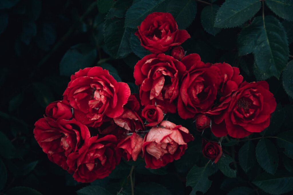 red-rose-and-green-leafed-