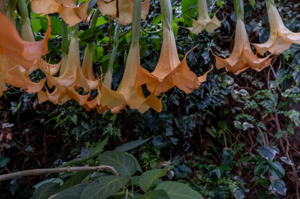 orange-flowers-upside-down-