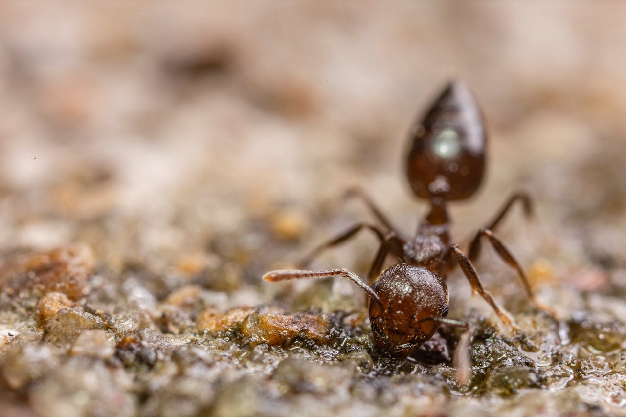 macro-photography-of-ant-