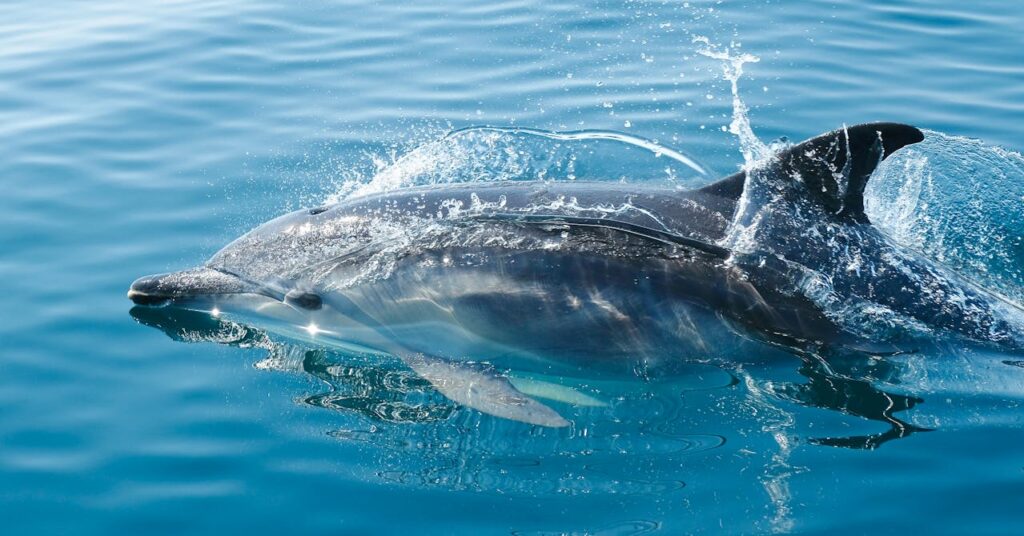 black-dolphin-in-body-of-water