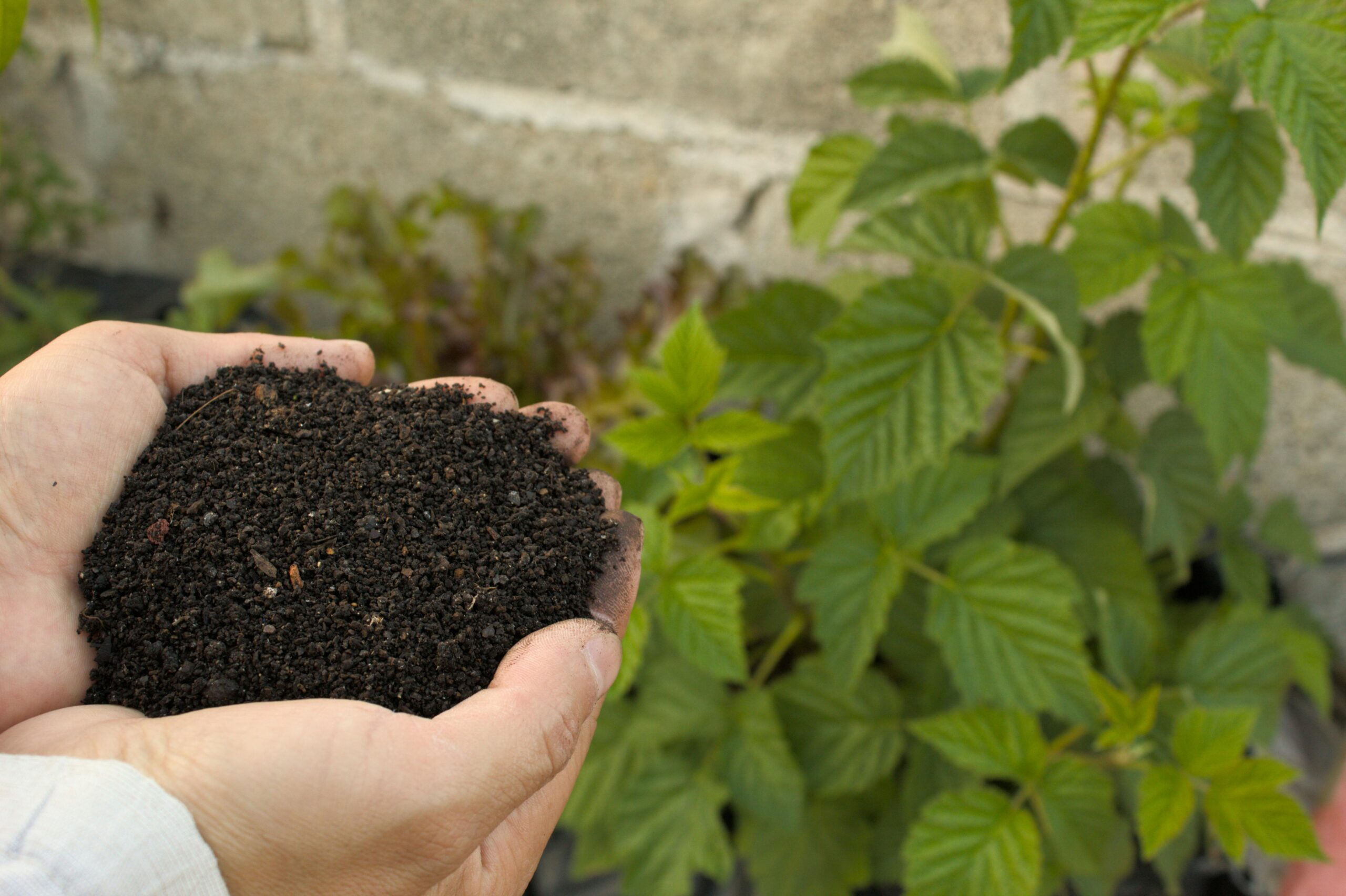hands-holding-rich-organic-compost-in-garden-