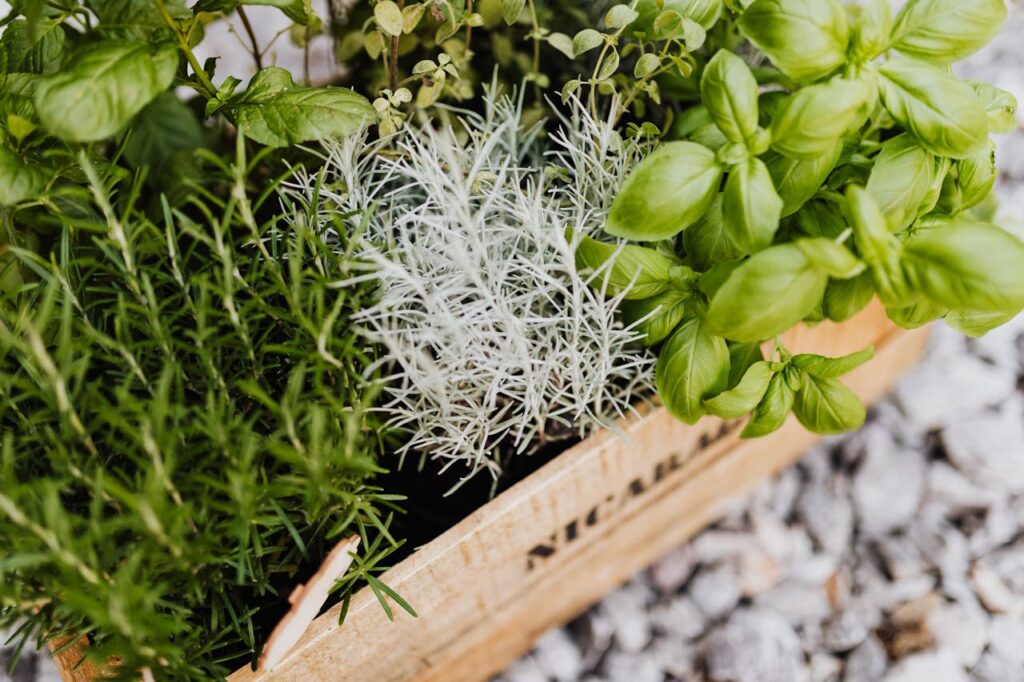 herbs-growing-in-crate-