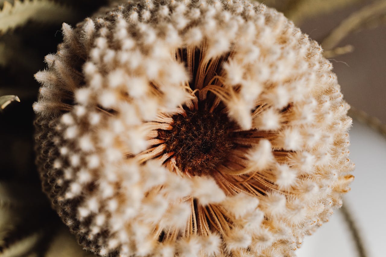 -beige-flower-seeds