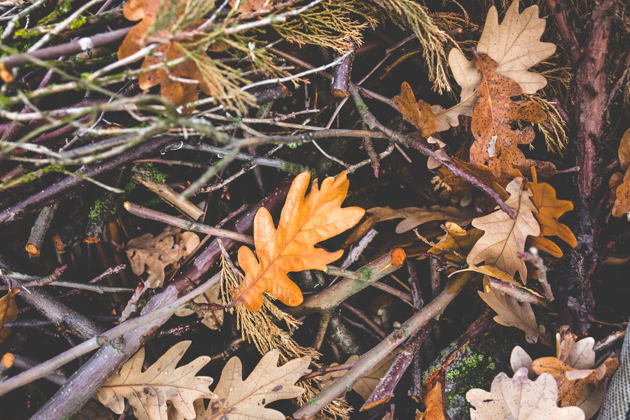 forest-ground-with-branches-and-foliage-