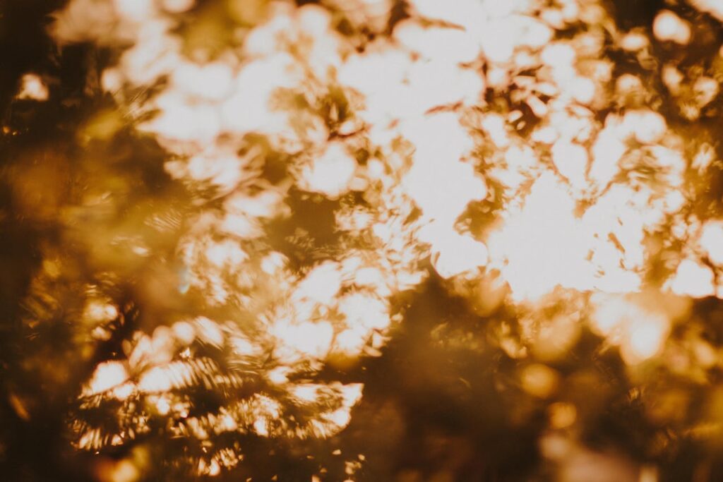 sunlight-shining-through-branches