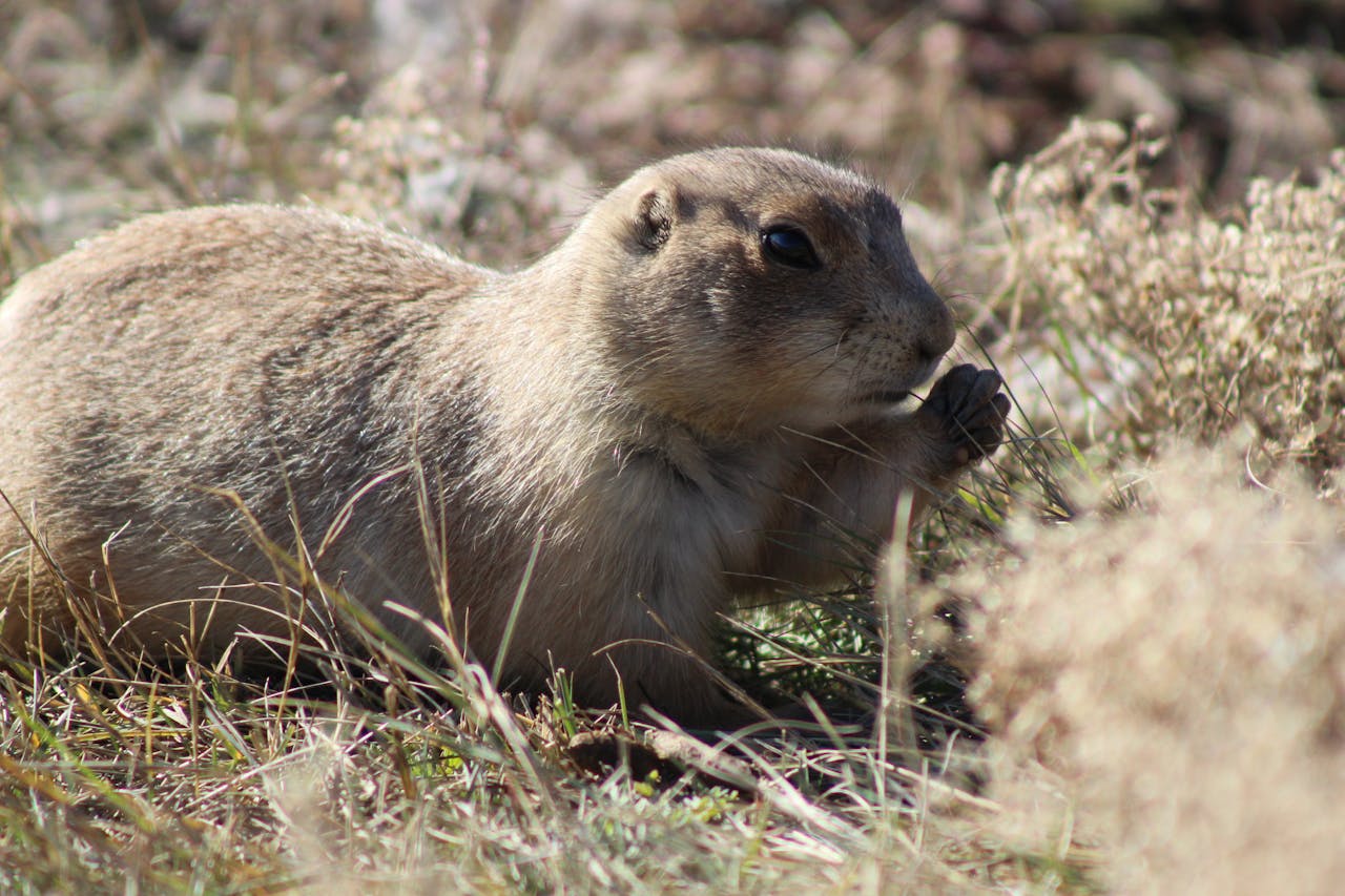 cute-gopher-on-grassy-lawn-in-nature-