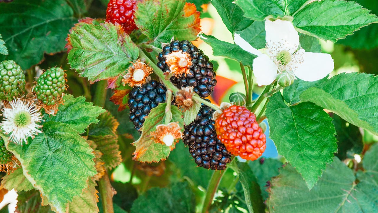 black-and-red-berries-on-a-leafy-plant-with-flowers