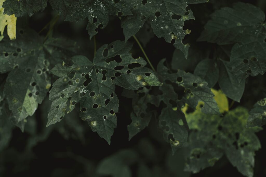 leaves-with-holes-from-pests-