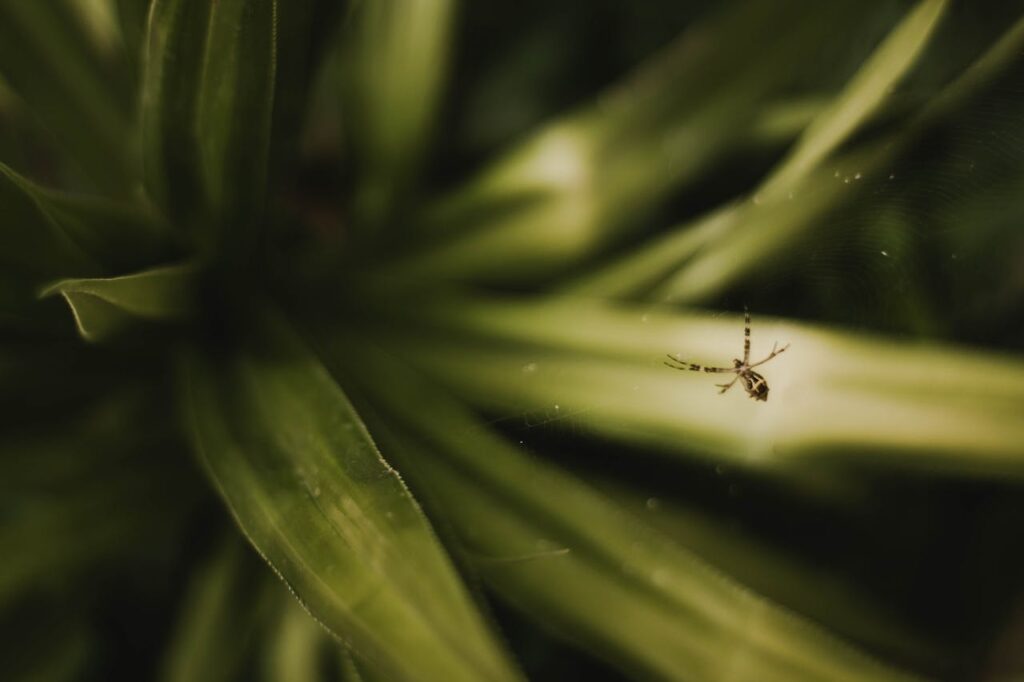 /selective-focus-photography-of-brown-spider-