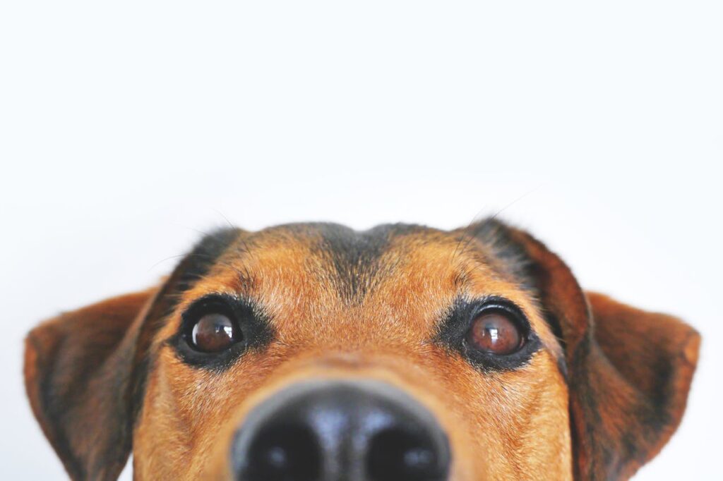 photo-of-brown-and-black-dog-face-
