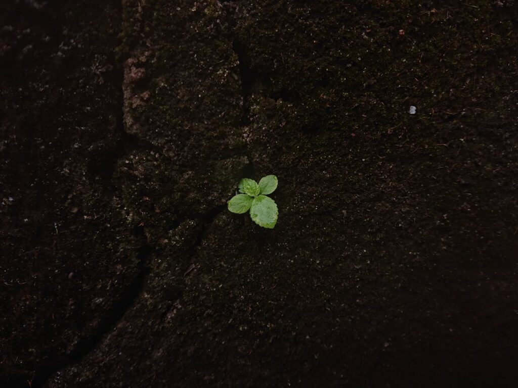 wet-green-leaves-of-a-young-sprout-growing-from-the-soil-