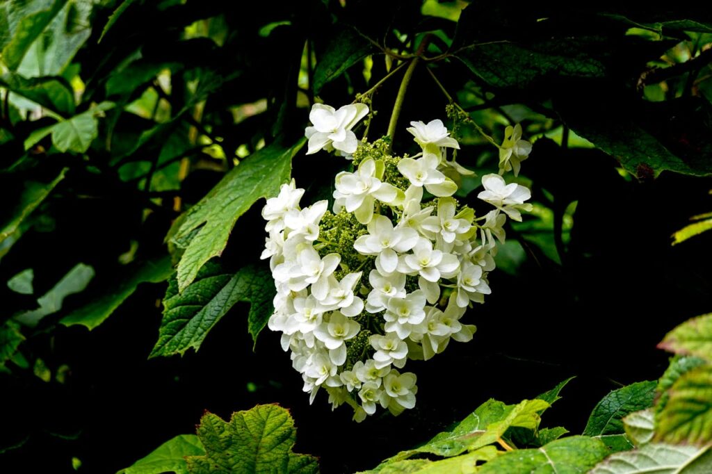 blooming-branch-on-green-tree-