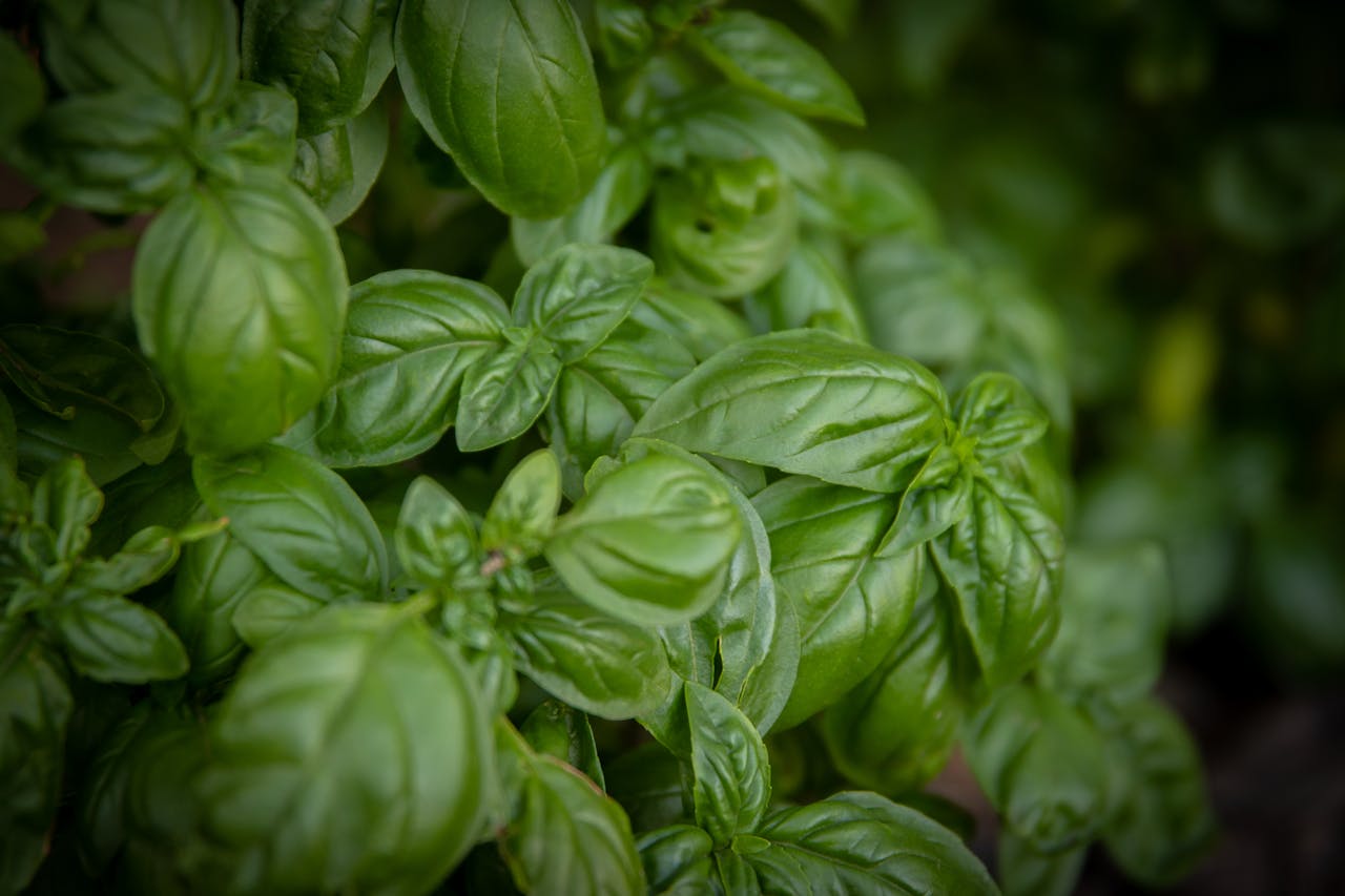 close-up-photo-of-green-leaves-