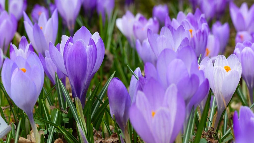 purple-flowers-garden-